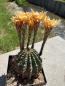 Preview: Echinopsis sonnengold